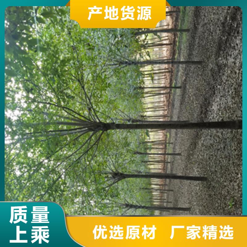 法桐小苗貨源充足綠化喬木