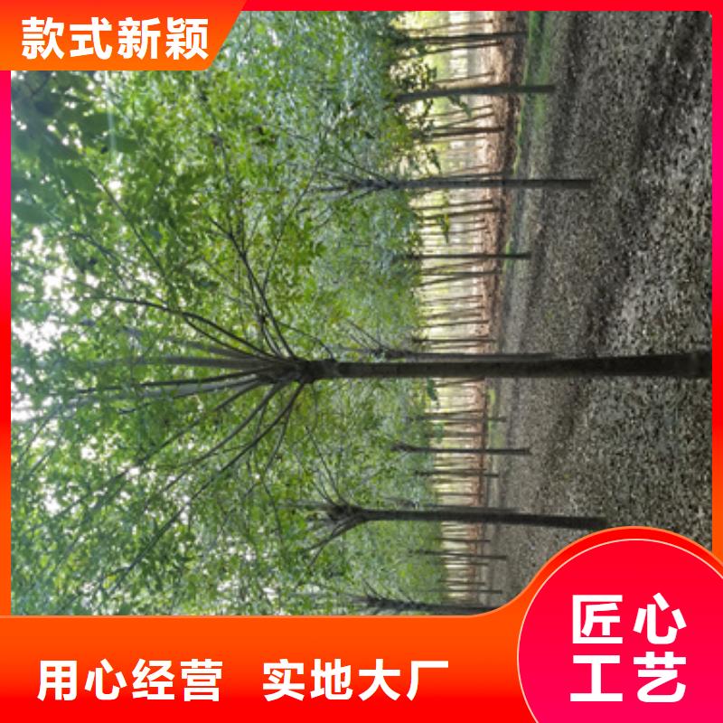 法桐公司-價(jià)格