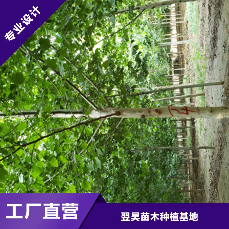 法桐_金葉白蠟優質工藝