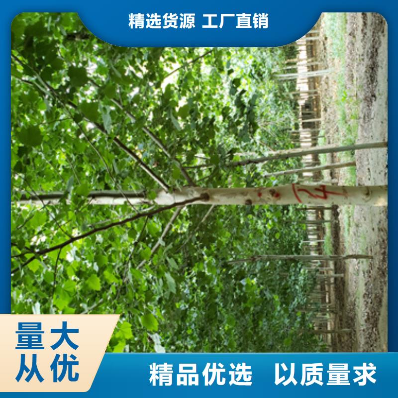 法桐北京欒一個起售