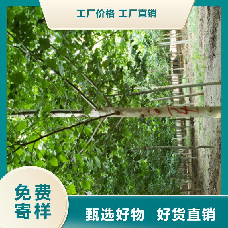 規格齊全的法桐基地