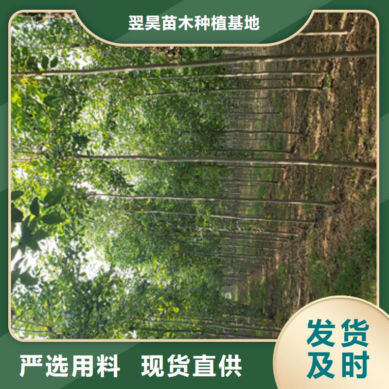 法桐現貨上市