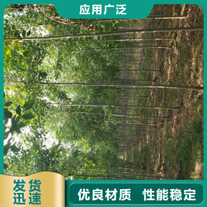 2025質優價廉#法桐制造商#來圖定制