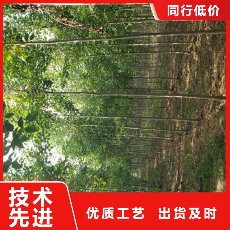 法桐誠(chéng)信企業(yè)綠化苗木
