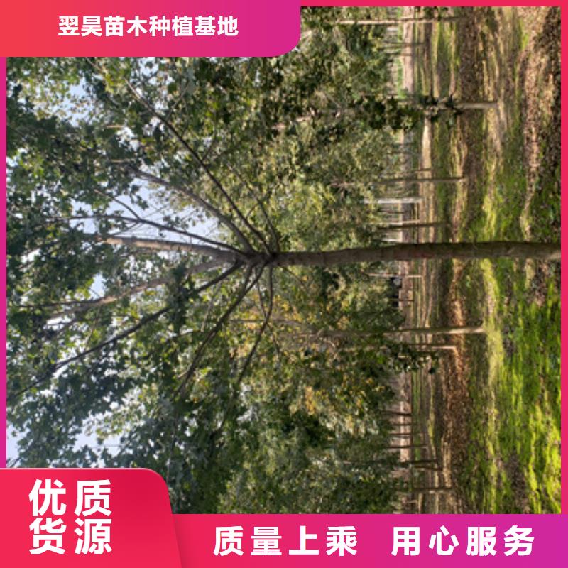 造型法桐-貨到付款
