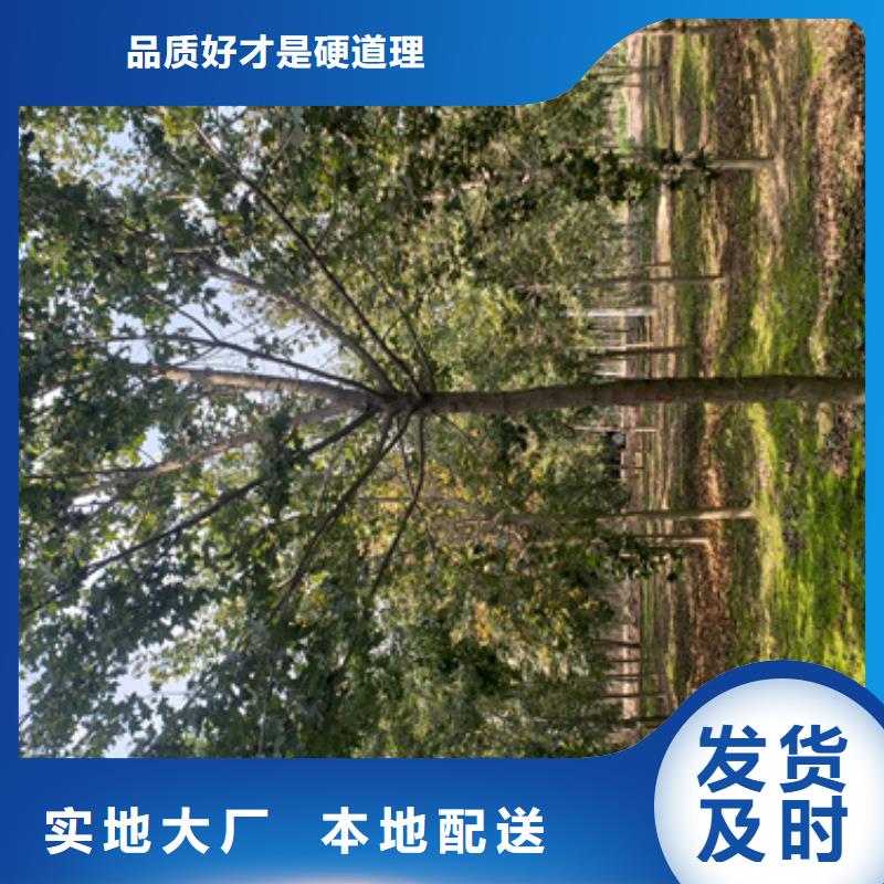 法桐放心選擇綠化喬木
