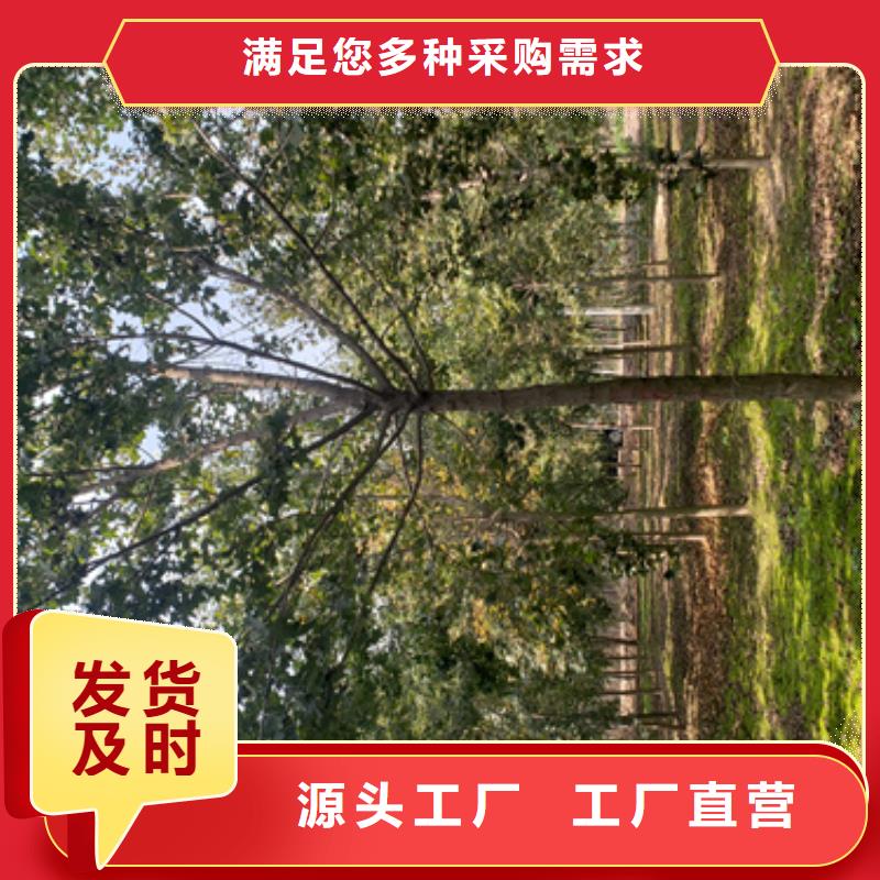 法桐誠信經營現貨現發