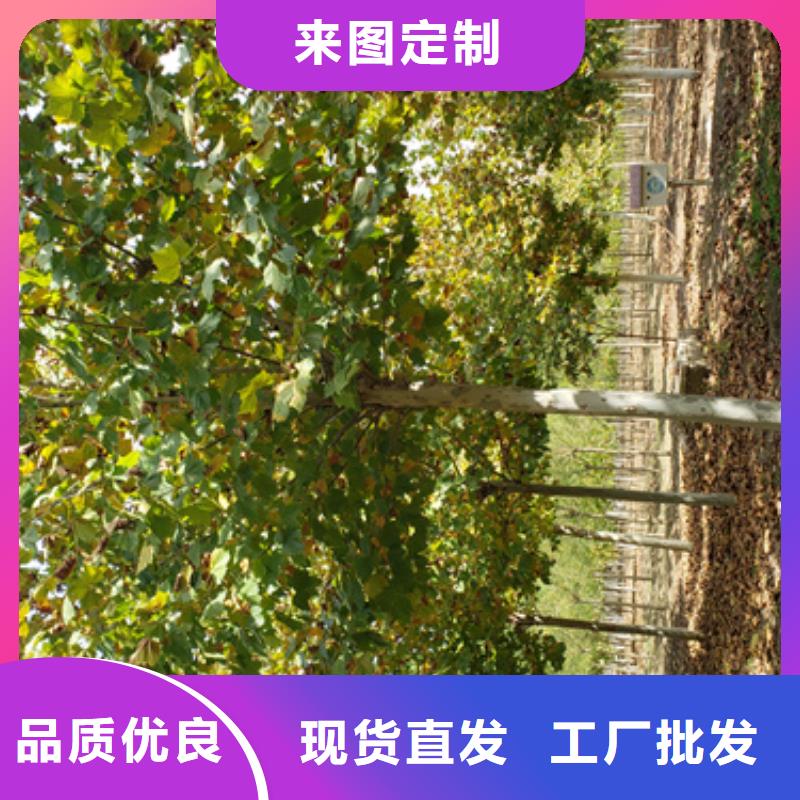 定制速生法桐的廠家