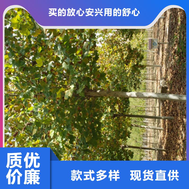 法桐小苗歡迎電詢苗木基地