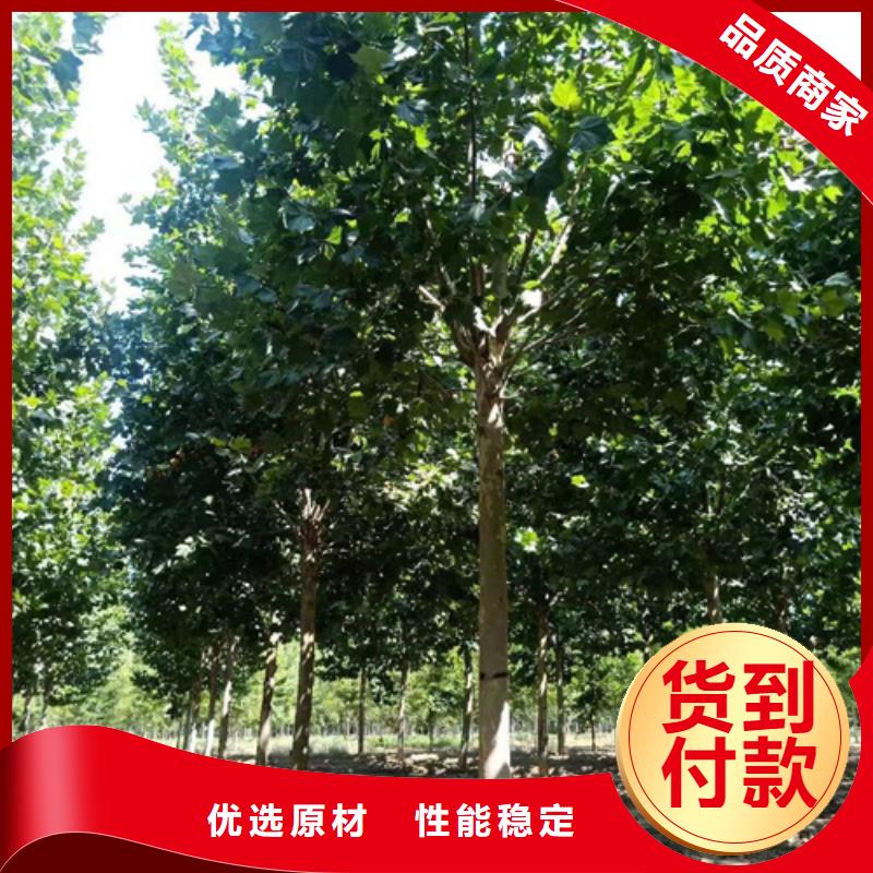造型法桐暢銷全國綠化喬木