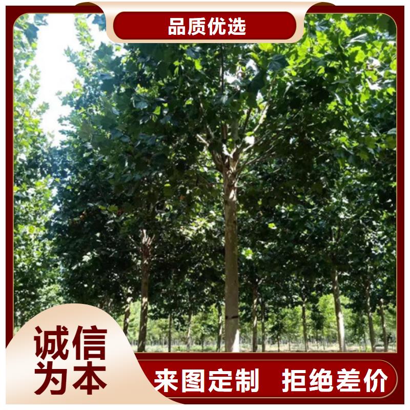 價(jià)格合理的速生法桐公司