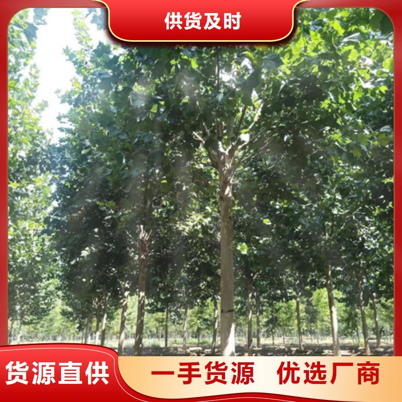 速生法桐來(lái)電咨詢綠化苗木
