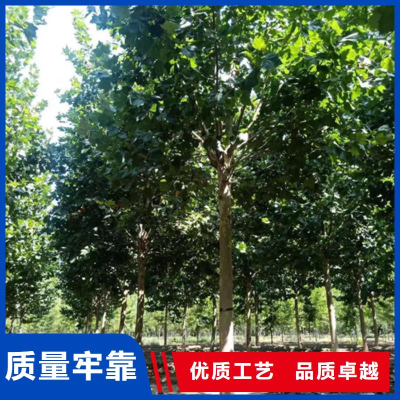 法桐小苗發貨及時