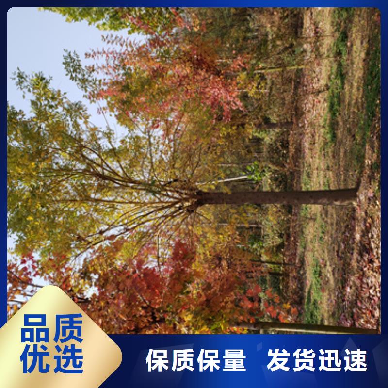銷售法桐_誠信企業