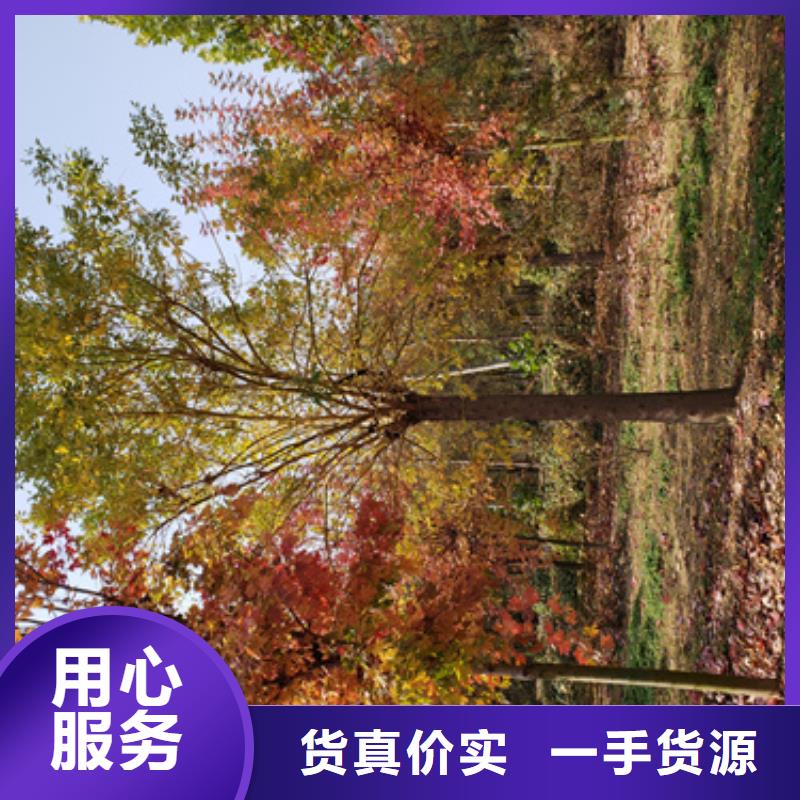 法桐放心選擇綠化喬木