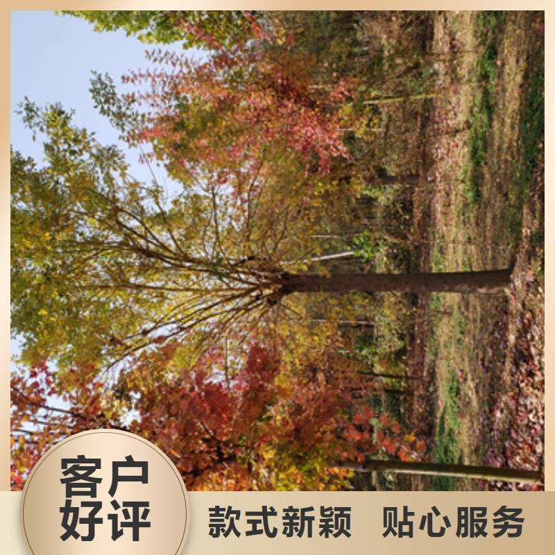 法桐質量放心綠化苗木