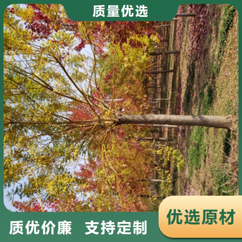 法桐小苗放心選擇綠化苗木