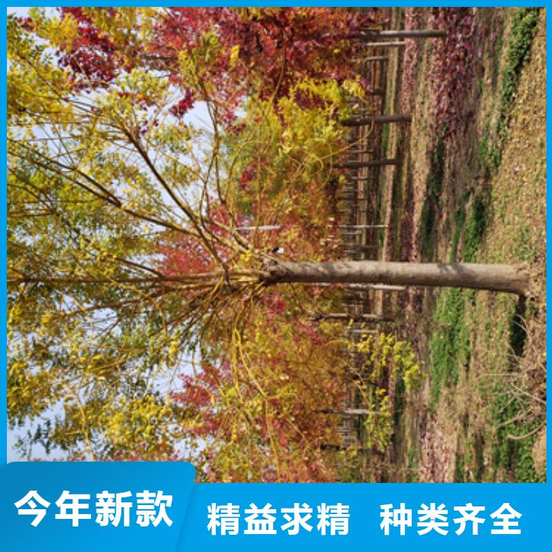 速生法桐-大品牌質量有保障