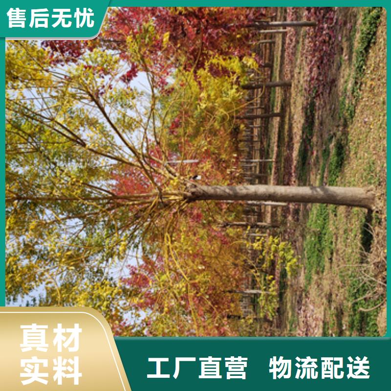 造型法桐產(chǎn)品詳細(xì)介紹