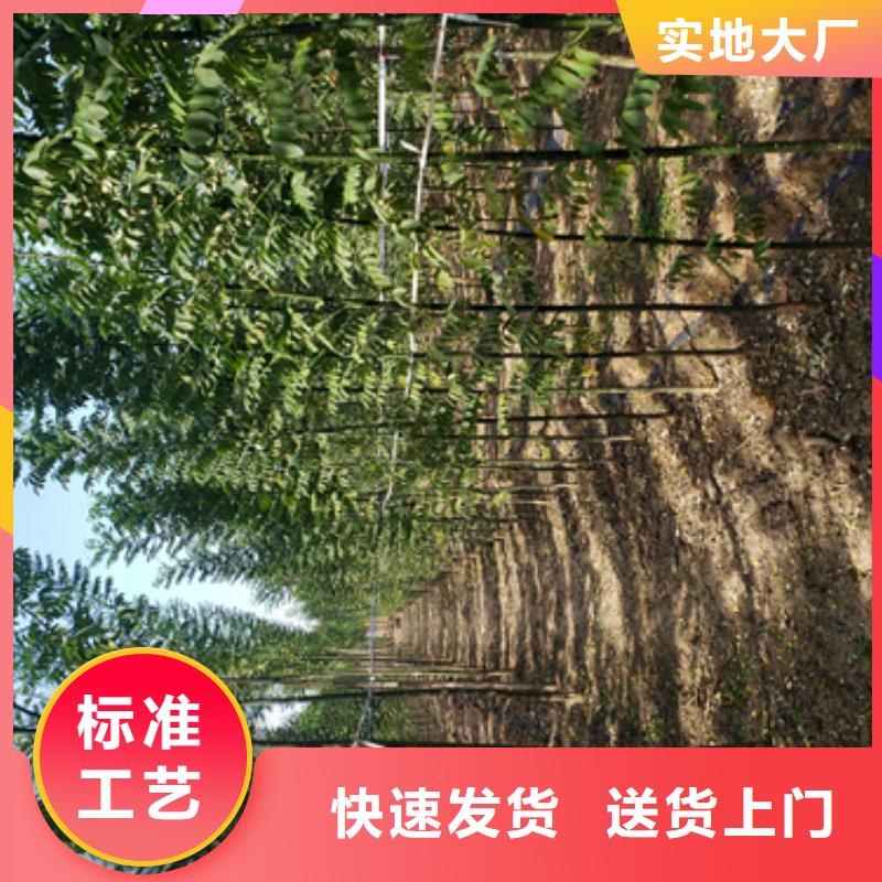 五角枫视频-潘集|田家庵|宿州|黄山|淮北|滁州|马鞍山|亳州翌昊五角枫_ 翌昊苗木种植基地(淮南市分公司)