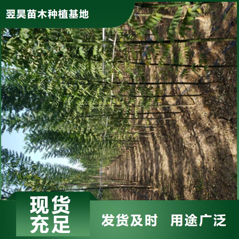 法桐【五角楓】細節嚴格凸顯品質