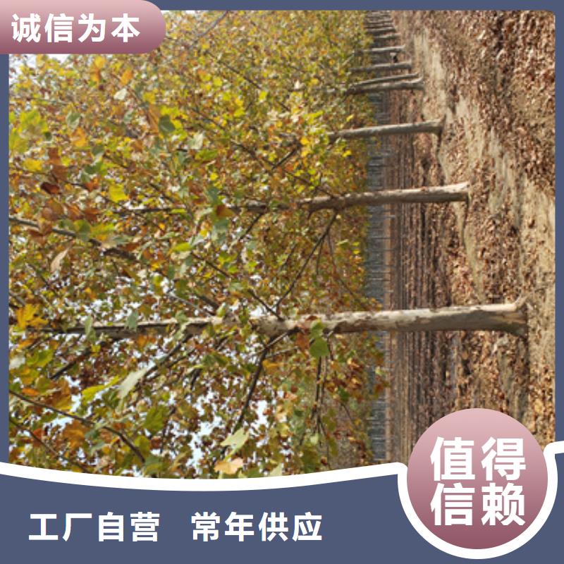 選速生法桐【無中間商】
