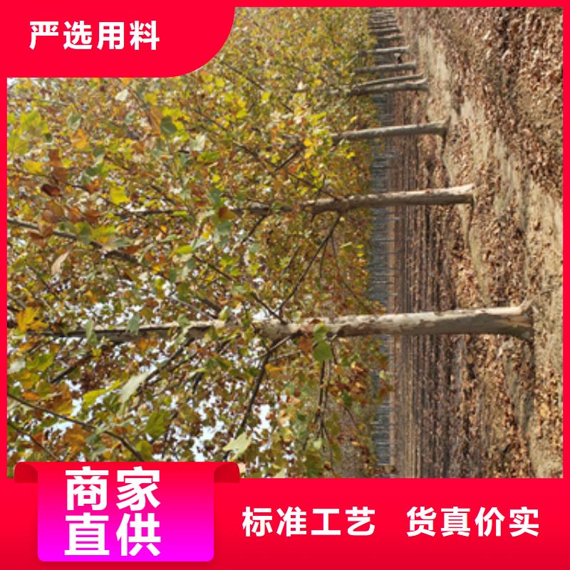 法桐北京欒現(xiàn)貨快速采購(gòu)