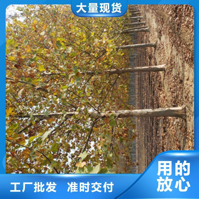 速生法桐種植基地綠化苗木