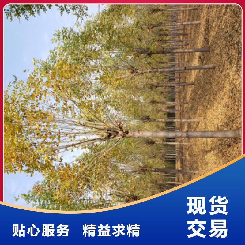 速生法桐質高價優