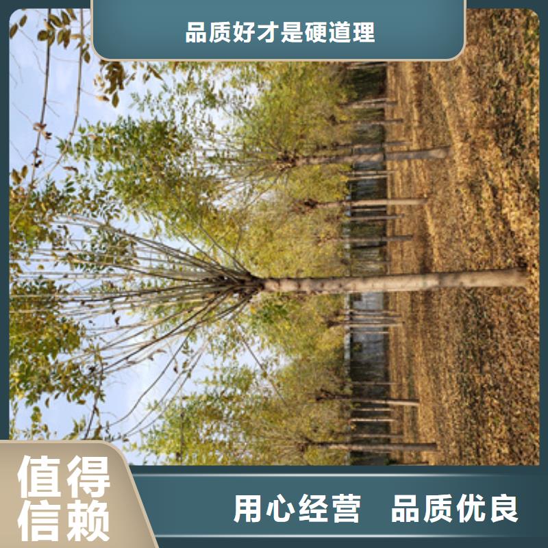 法桐價(jià)格現(xiàn)貨齊全苗木基地