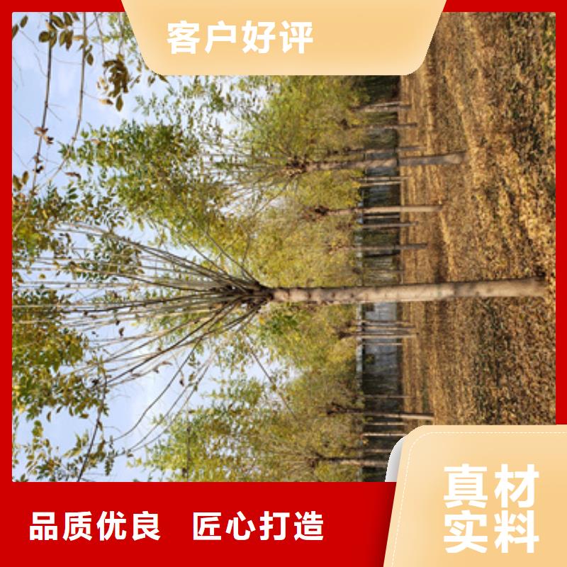 法桐誠信經營現貨現發