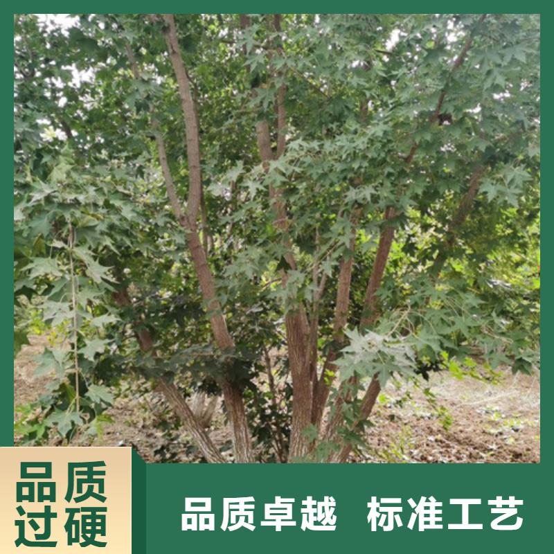 造型法桐誠(chéng)信企業(yè)綠化苗木
