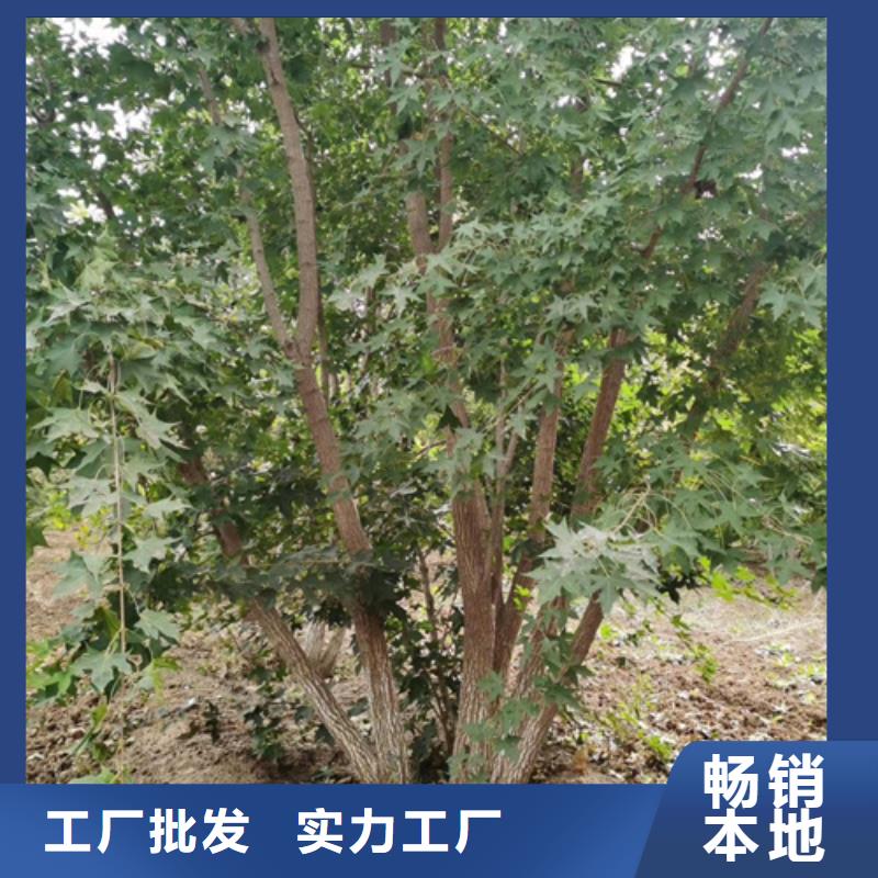 法桐_五角枫按需定做