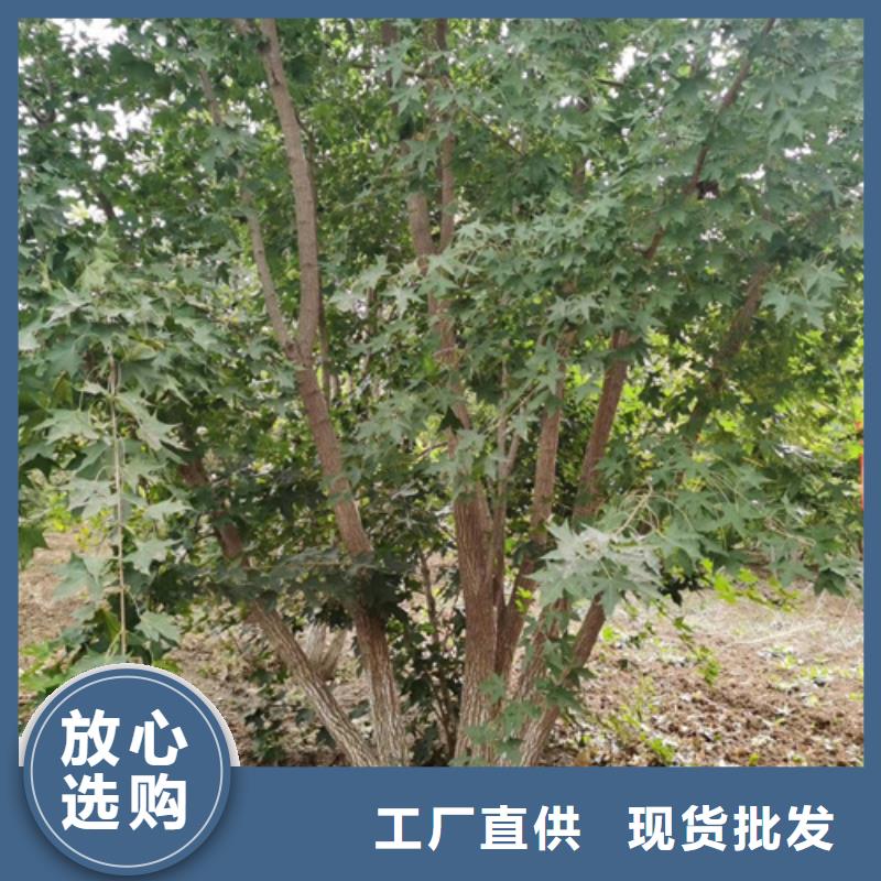 法桐價(jià)格現(xiàn)貨齊全苗木基地