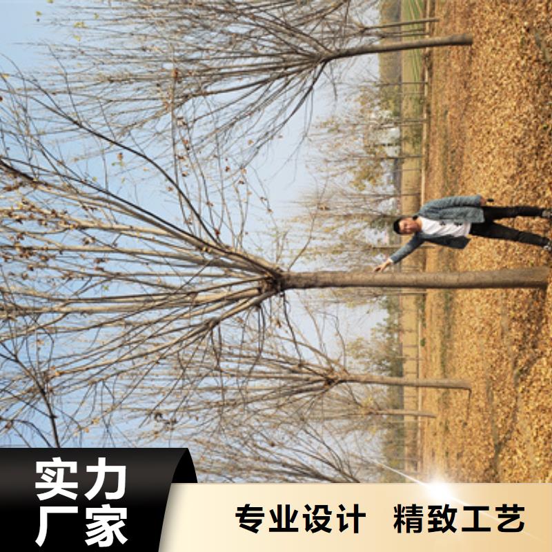 法桐小苗|品質好的法桐小苗廠家