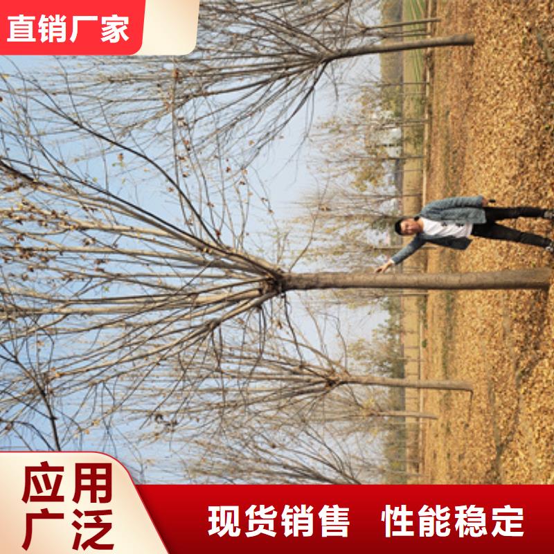 法桐-金葉白蠟規格齊全實力廠家