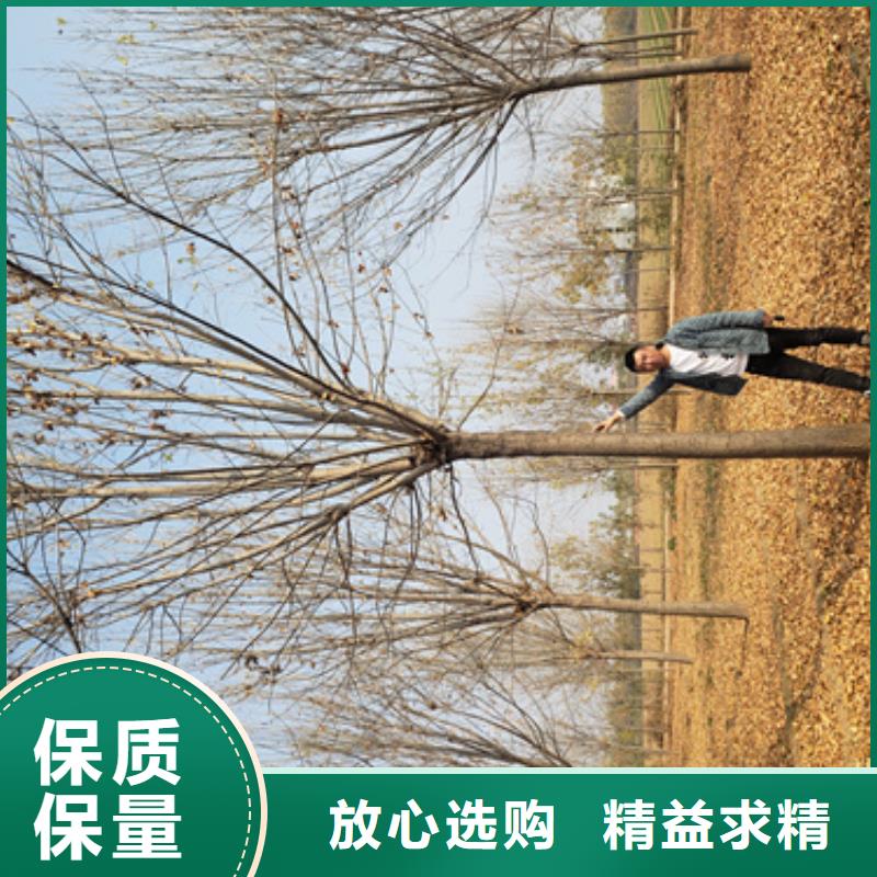 造型法桐支持非標定制