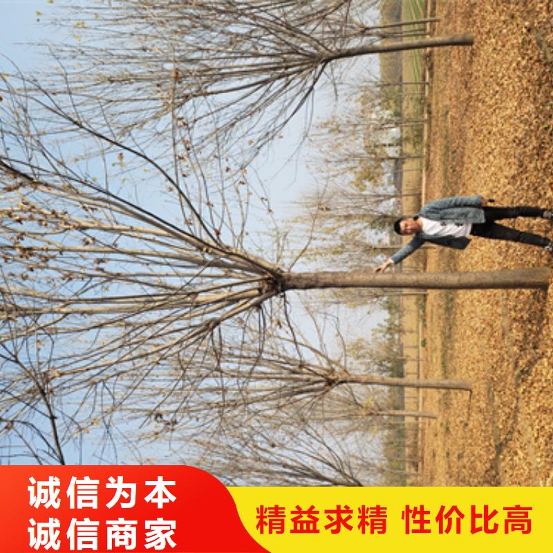 2025有現貨的#法桐行情公司#用戶好評