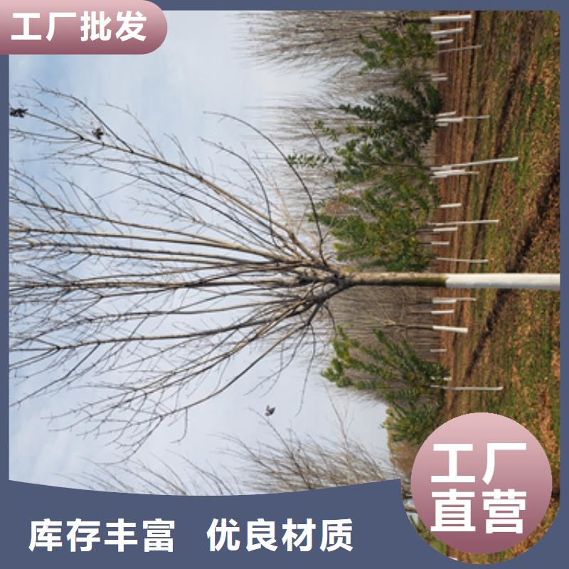 性價比高的法桐小苗銷售廠家
