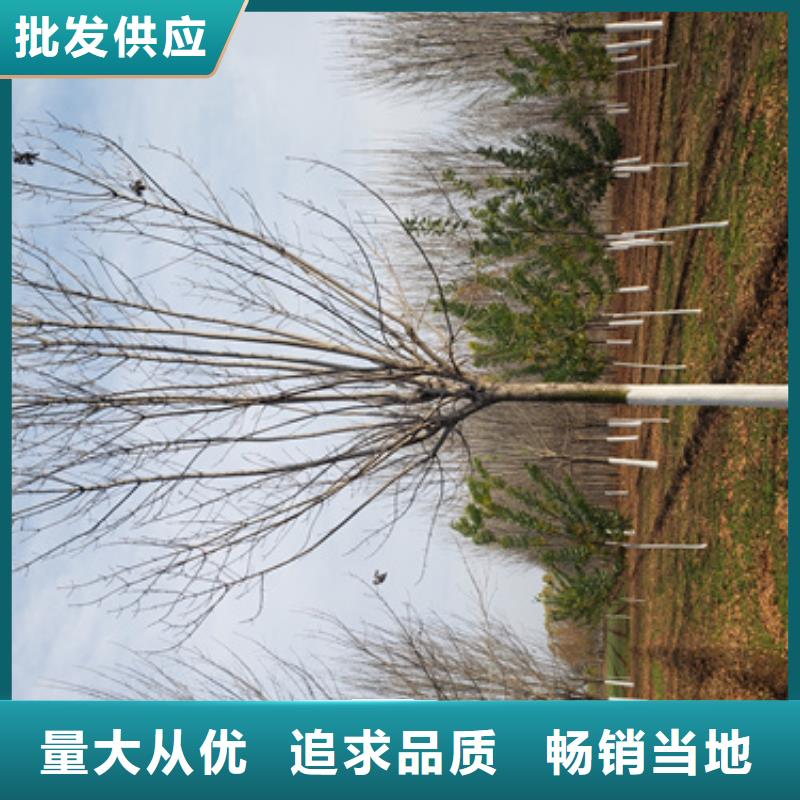法桐查看詳情