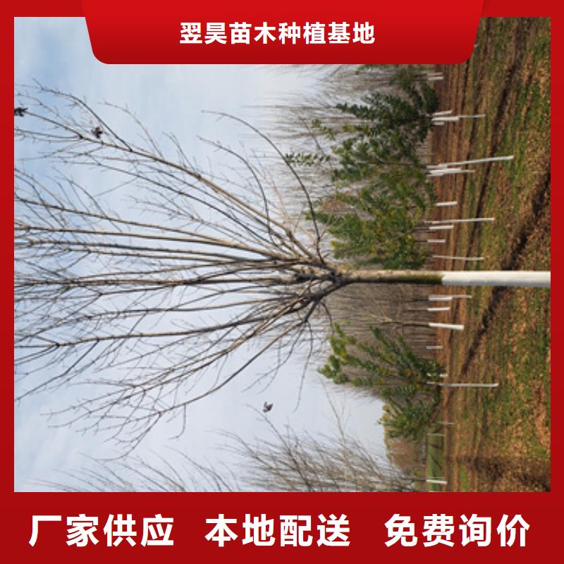 法桐價格質量保證綠化苗木