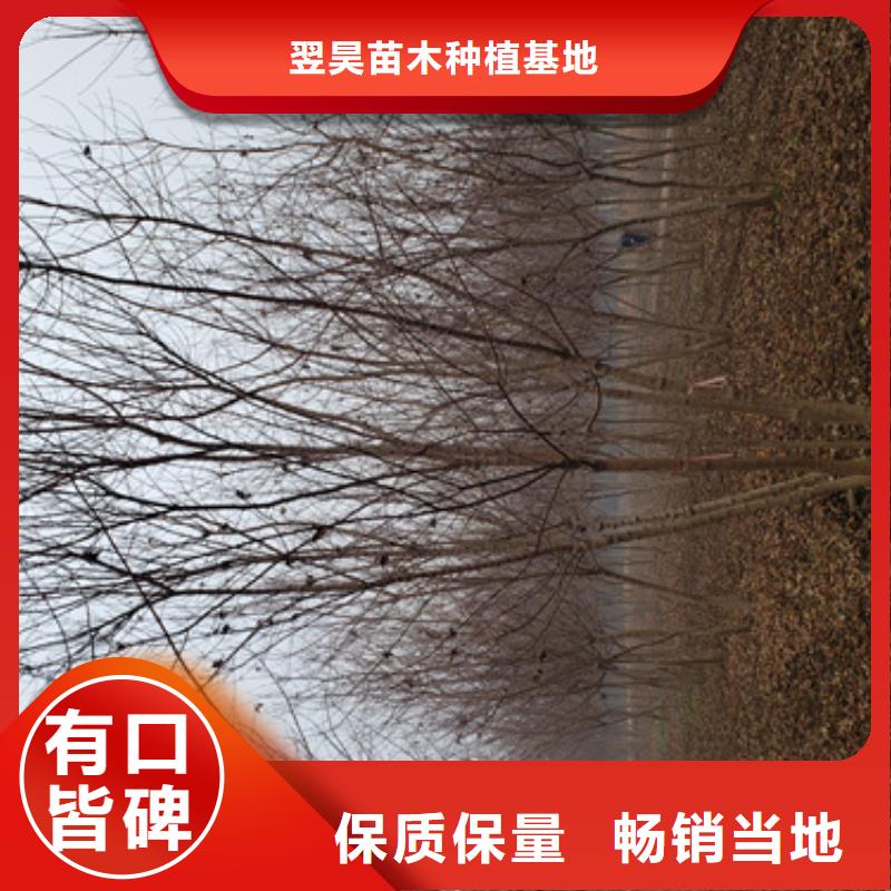 速生法桐放心購買綠化苗木