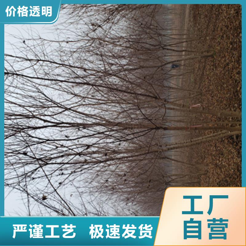 速生法桐發貨及時