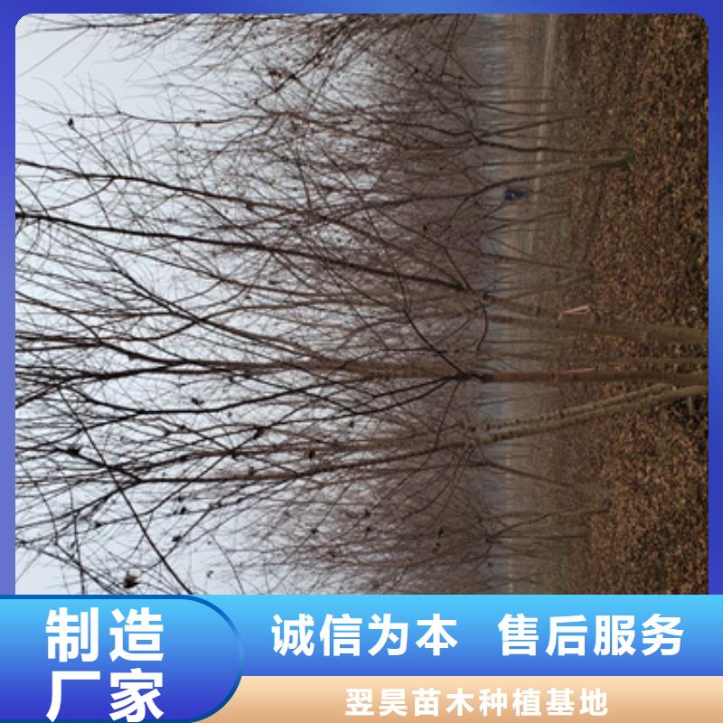 造型法桐_服務優質