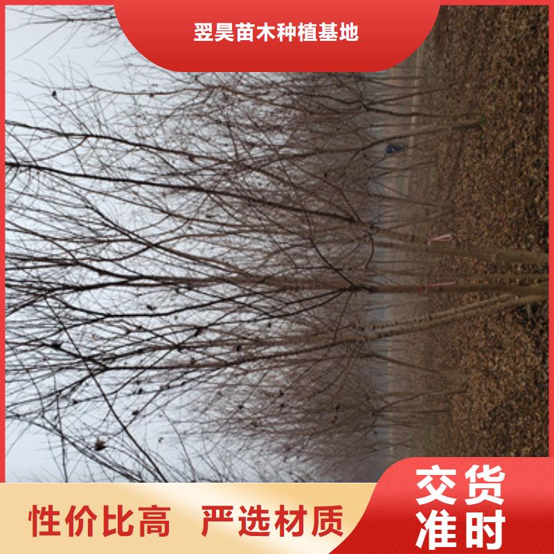 五角枫视频-安徽省淮南市翌昊五角枫可服务区域田家庵|凤台|蚌埠|合肥|巢湖|滁州|宿州|池州等