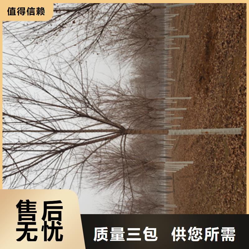 五角枫视频-潘集|田家庵|宿州|黄山|淮北|滁州|马鞍山|亳州翌昊五角枫_ 翌昊苗木种植基地(淮南市分公司)