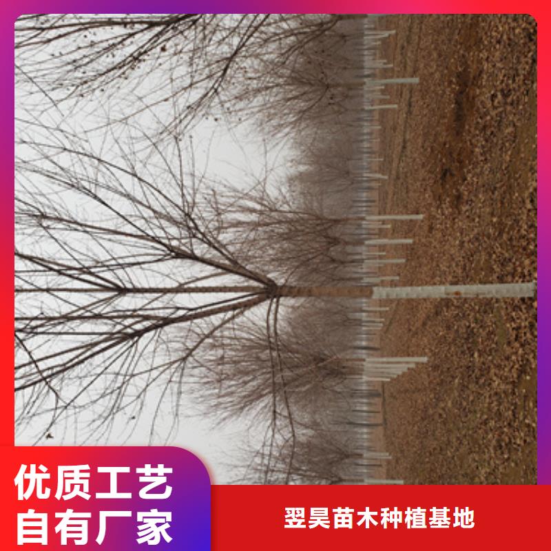 供應(yīng)批發(fā)造型法桐-保量