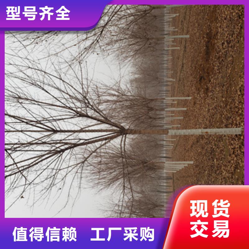 生產(chǎn)造型法桐_精選廠家