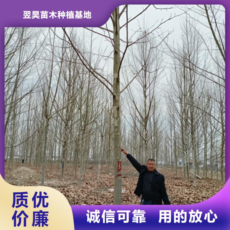 法桐承諾守信苗木基地