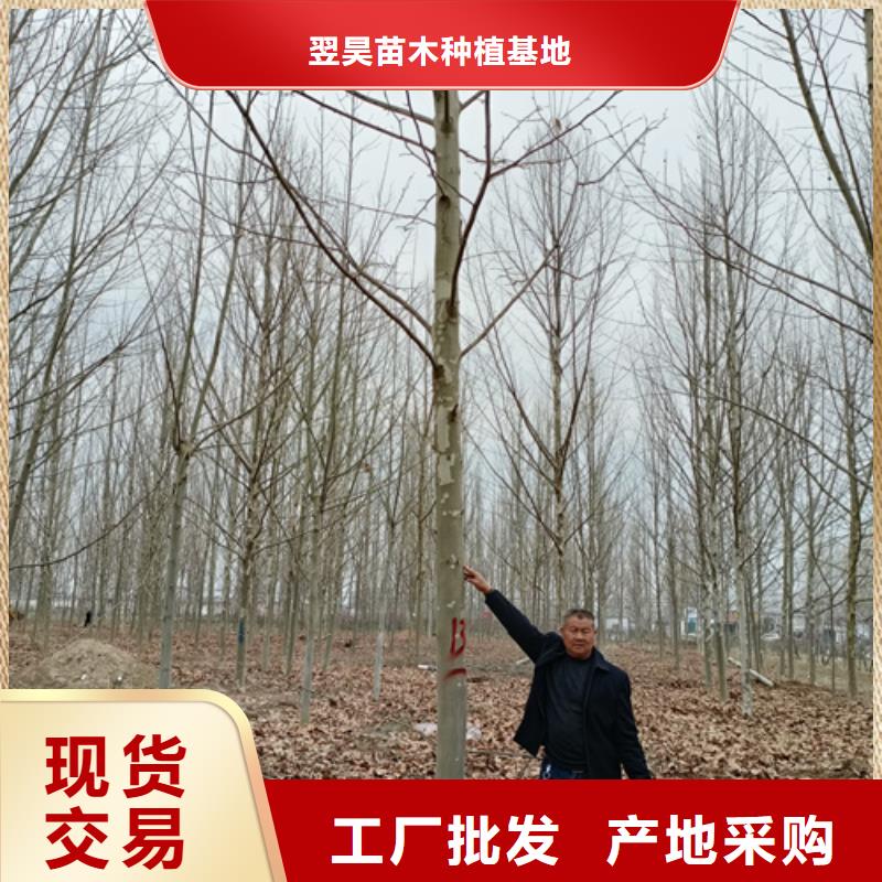 法桐資訊